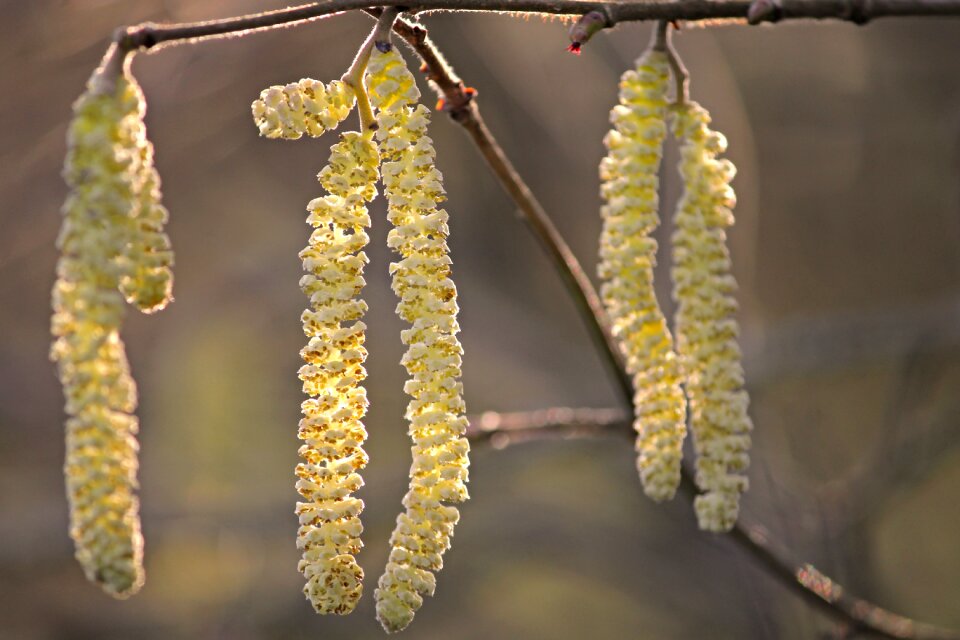 Common hazelnut spring nature