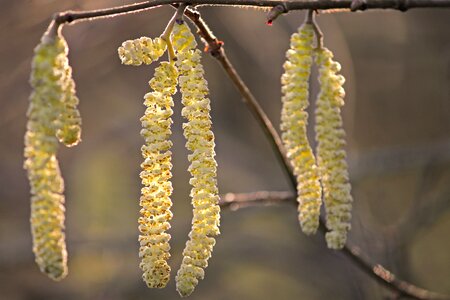 Common hazelnut spring nature