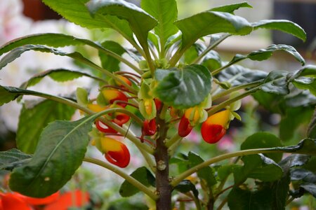 Botany plants flowering smells of étè