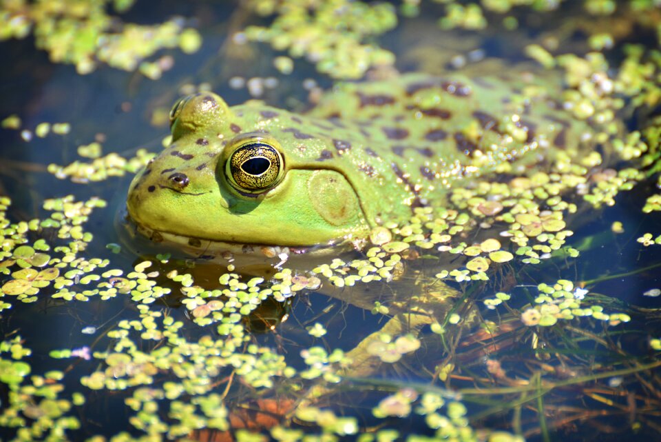 Pool lake amphibian