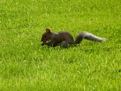 Charming animals the squirrel