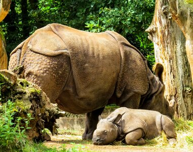Mammal rhino baby young rhino photo