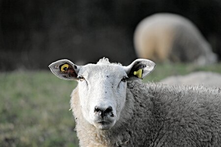 Portrait sheepshead wool photo