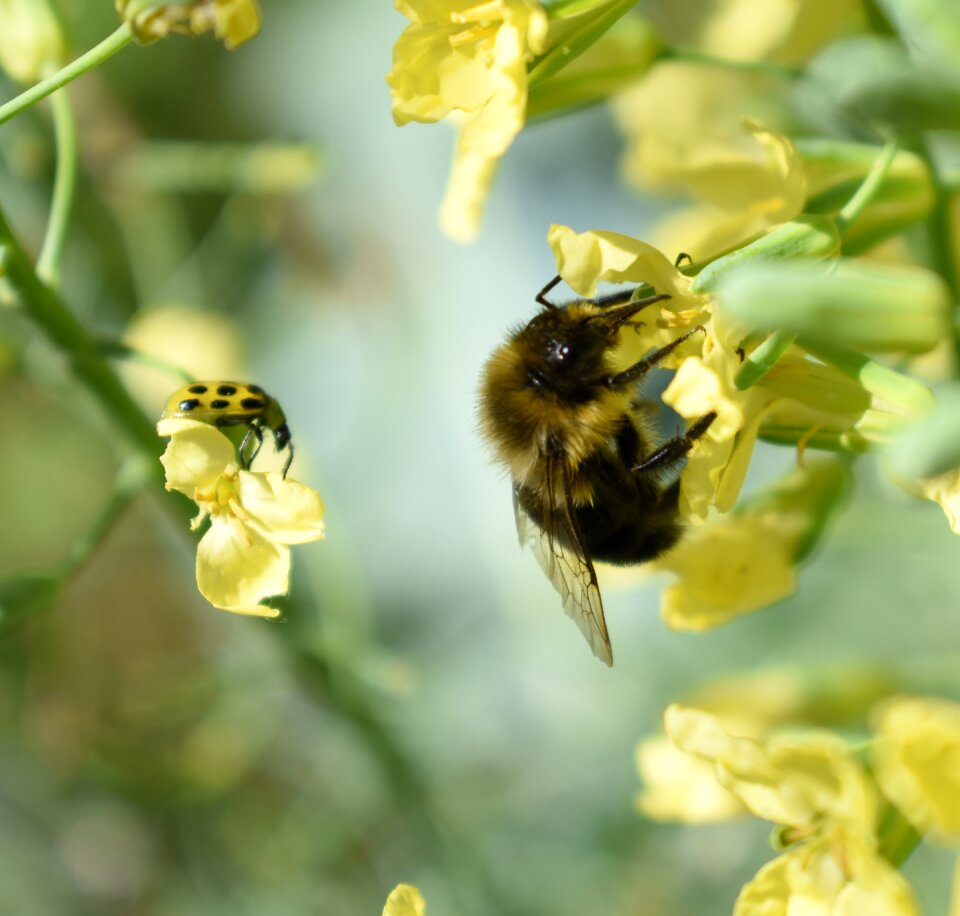 Bumble bee insect yellow