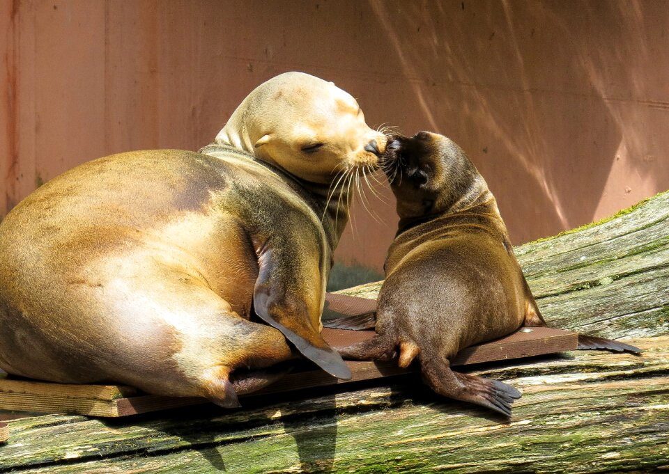 A young sea lion love smooch
