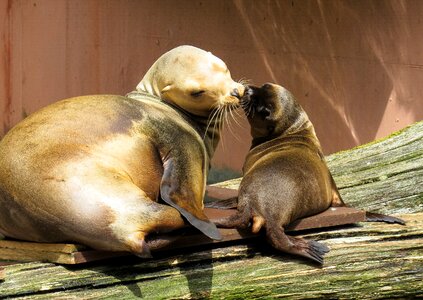 A young sea lion love smooch photo