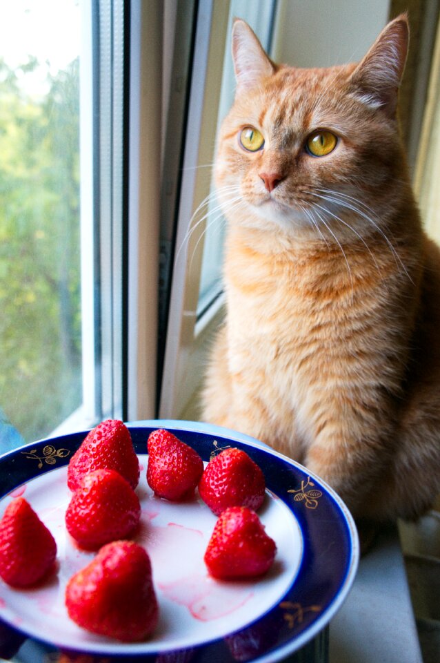 Cat cats strawberry