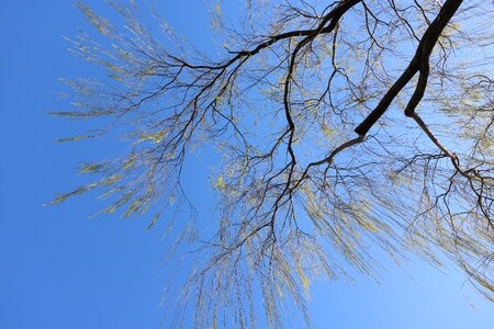 Spring living foods sunshine