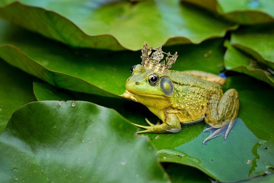 Lily pad frog prince crown
