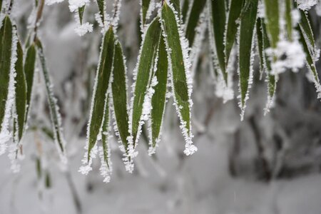 Winter fog frost photo