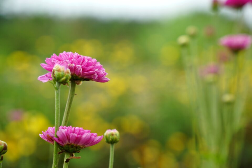 Summer field leaf