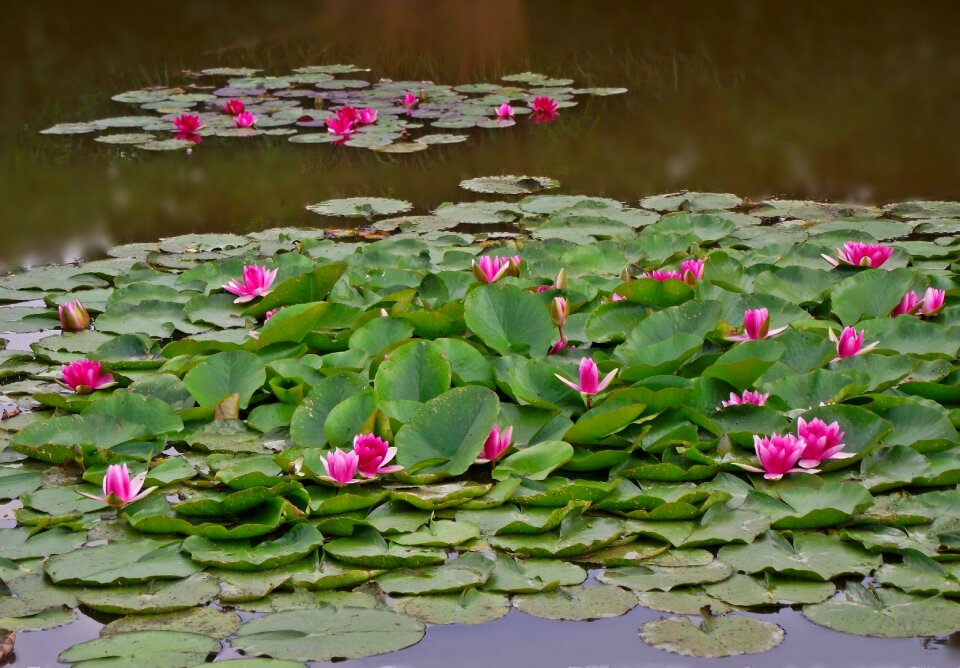 Leaf pond nature