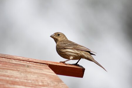 Wildlife female house finch wild photo