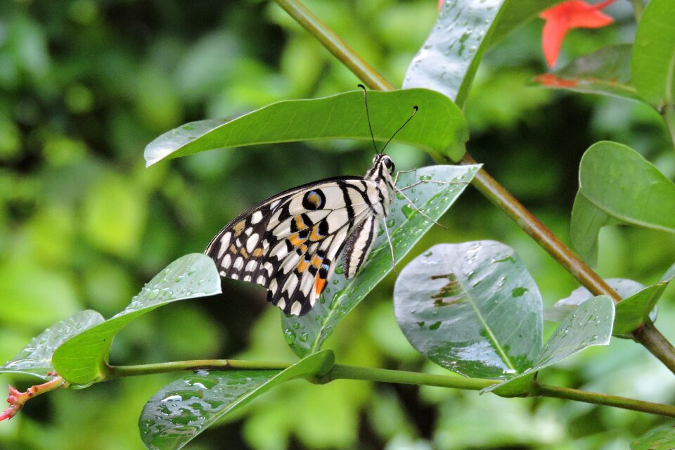 Butterfly flora wing