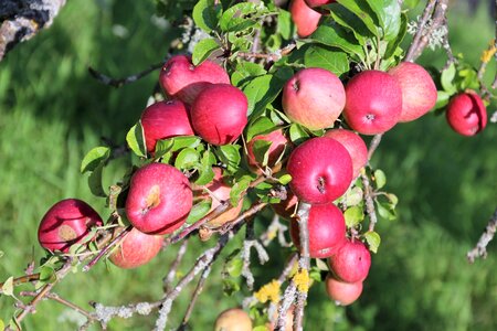 Healthy fresh red