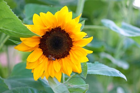 Helianthus yellow summer photo