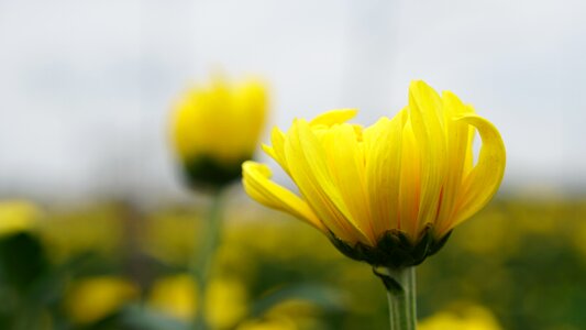 Summer bright closeup