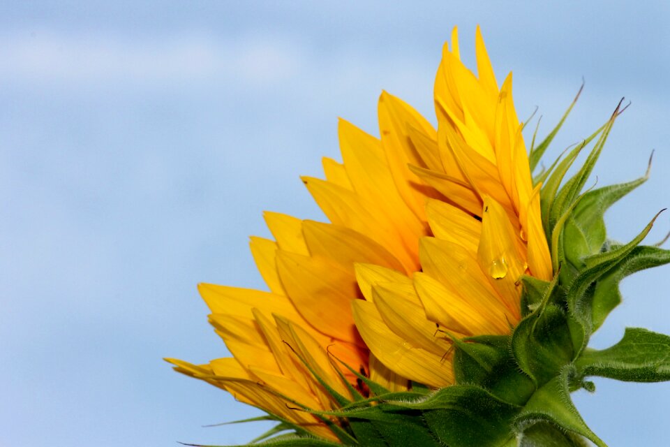 Helianthus yellow summer