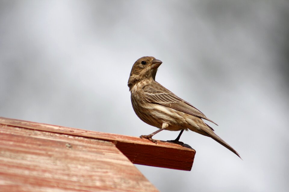 Wildlife female house finch wild