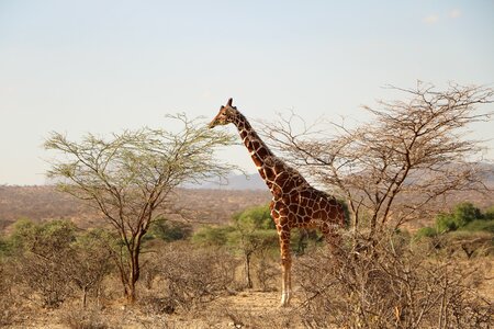 Wild wildlife africa photo