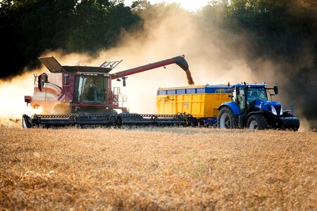 Grain oats wheat