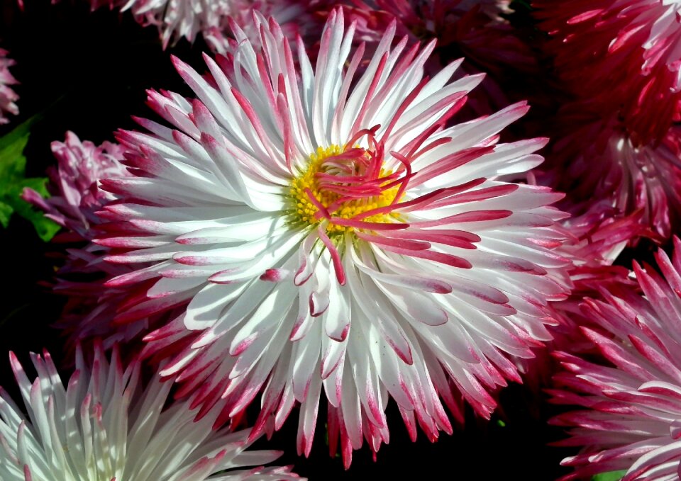 Plant beautiful garden