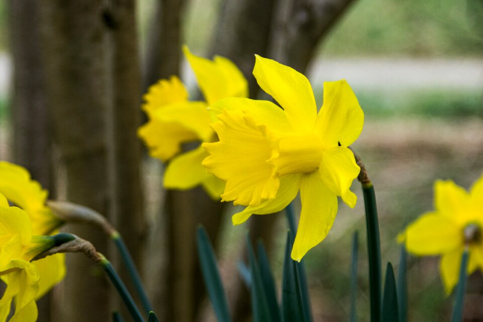 Yellow blossom bloom