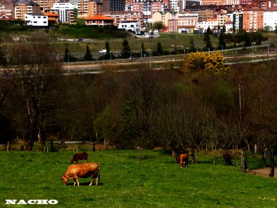 Vacas (13431394454)