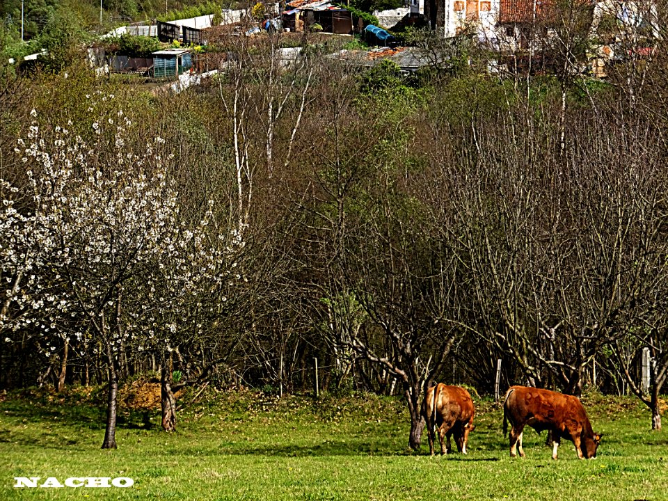 Vacas (13586438903)