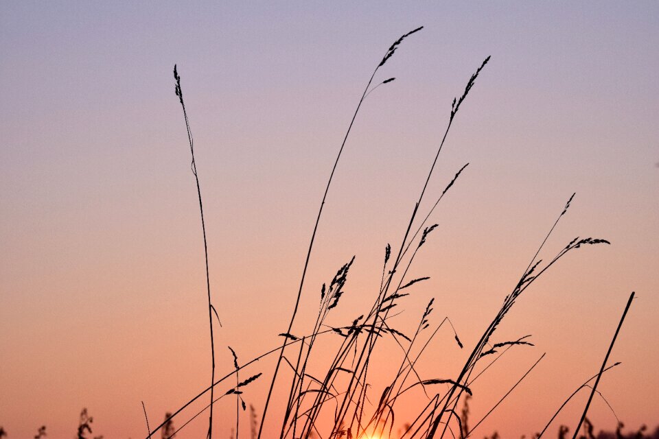 Blades of grass halme sky