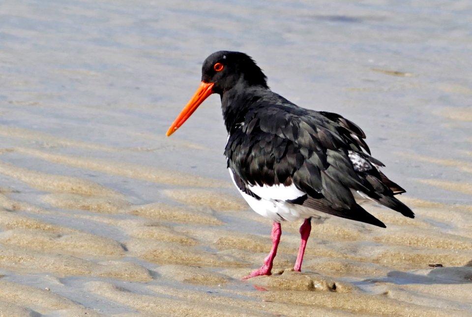 Variable oystercatcher (Haematopus unicolor) (29946645998)