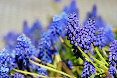 Bloom flower blue violet photo