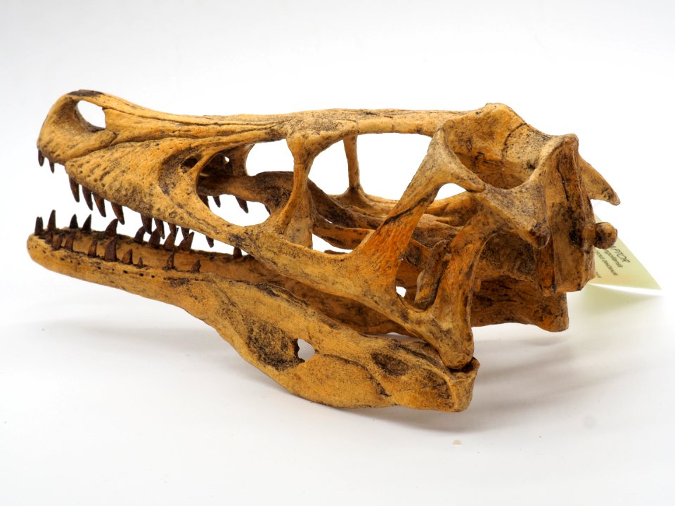 Velociraptor Skull Rear lateral (50669162407)