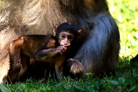 Barbary ape endangered species monkey mountain salem photo