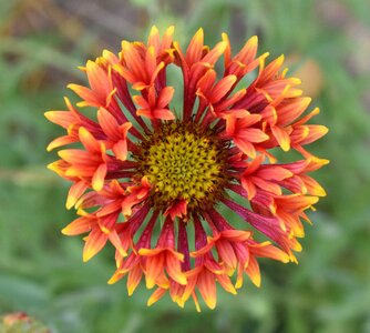 Yellow bloom flora