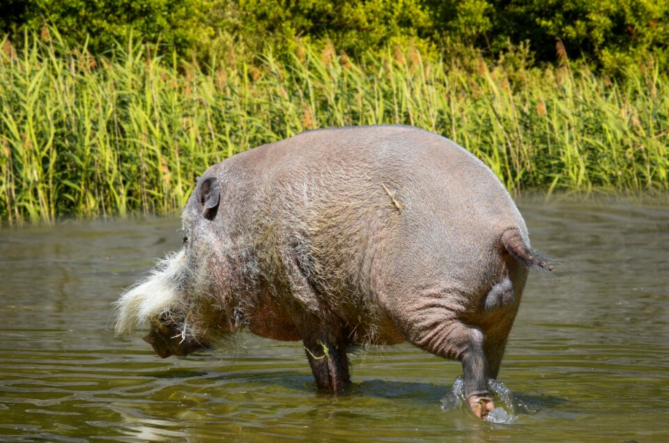 Bart south east asia mammal