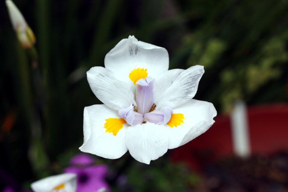Floral garden blossom