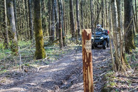 Forest trip ride