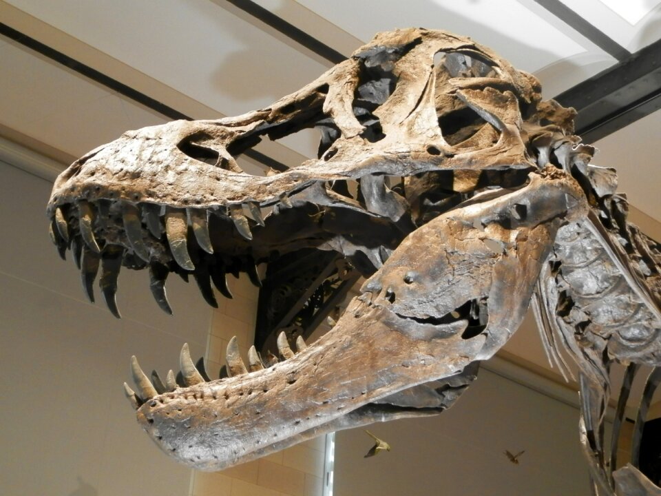 Skull carnivore death