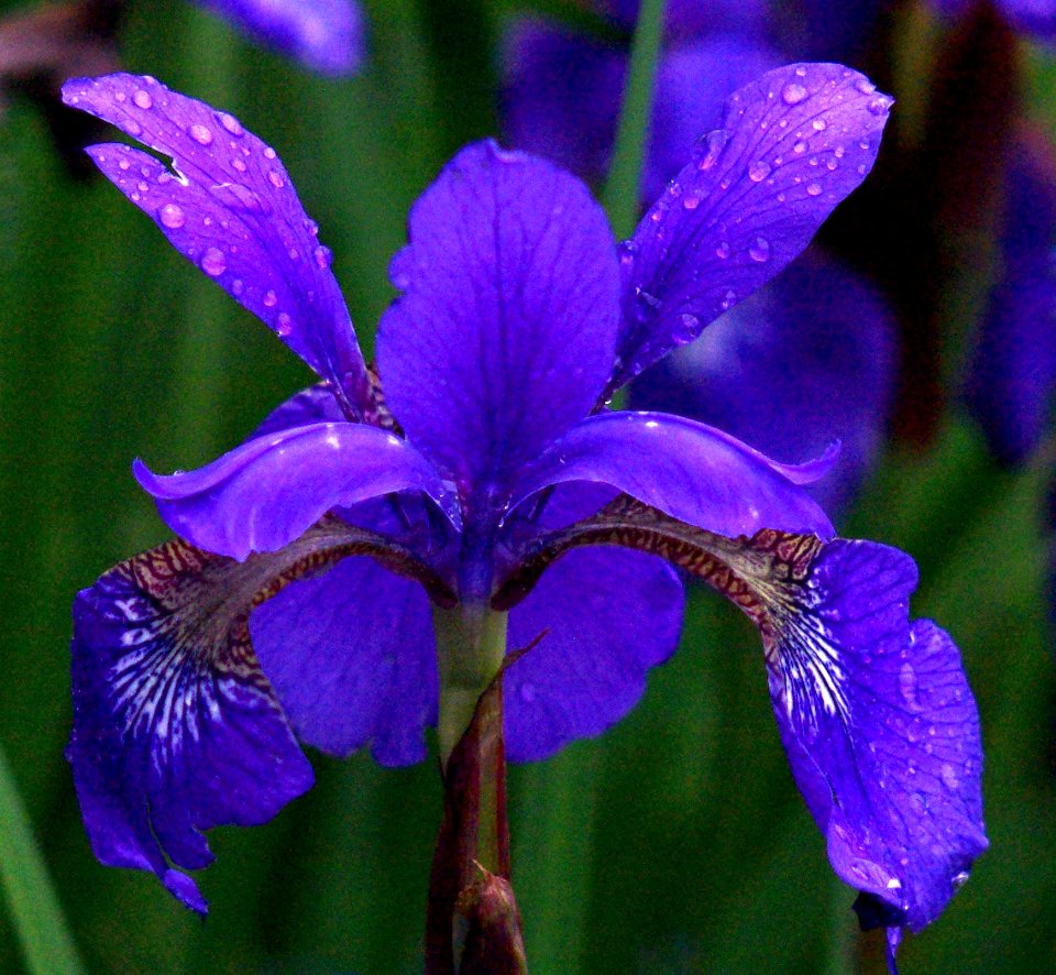 Wall Iris (Explored 05-10-20) - Flickr - mrksteele04