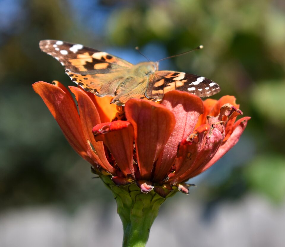 Nature natural orange