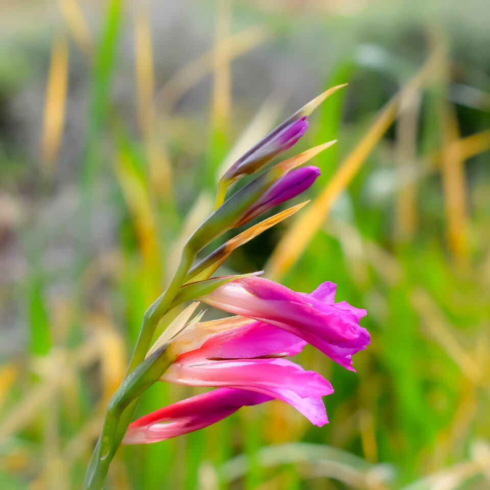 Nature flora flower