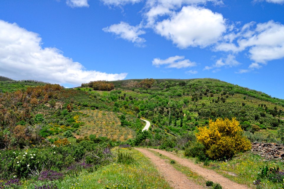 Walking Among Olive Trees (41165594355)