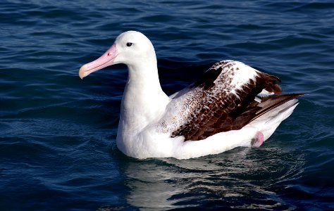 Wandering albatross. (50972090181) photo