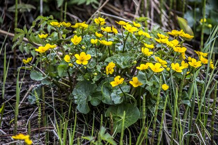 Flower nature marsh marigold