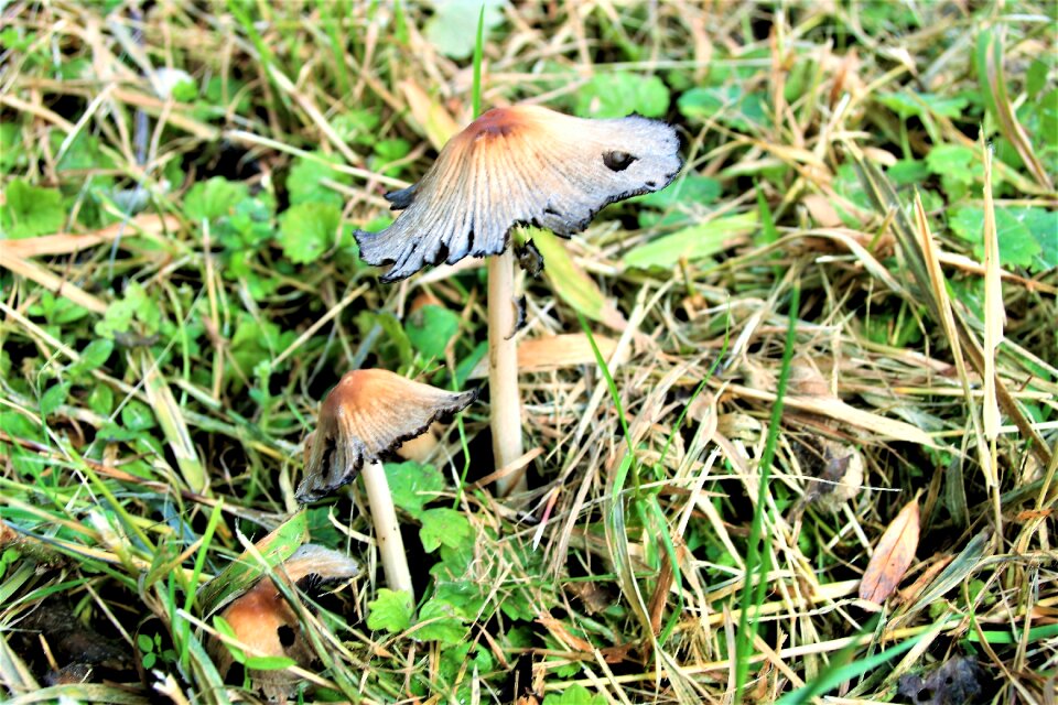Mushrooms litter fleece