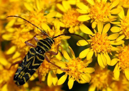 Wasp mimic (3937055874)