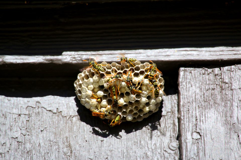 Wasp Nest (50376203866)