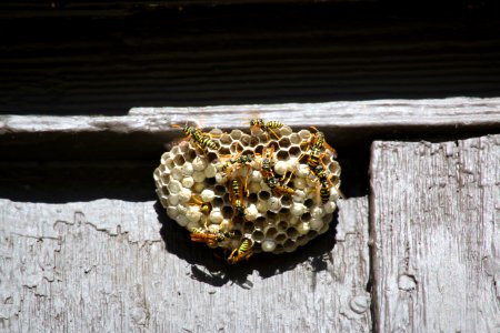 Wasp Nest (50376203866)