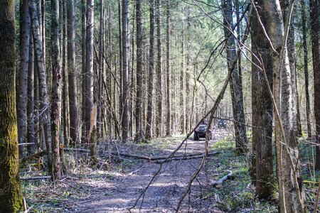 Forest trip ride